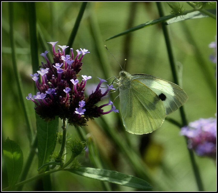 Как прекрасен этот Мир - Aleksandr Gal Как прекрасен этот Мир - Aleksandr Gal