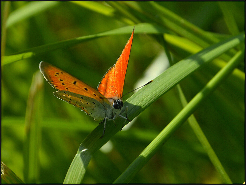 С Червончиком... - Aleksandr Gal