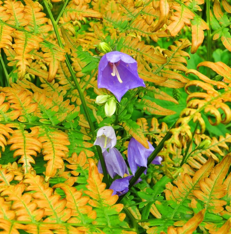 Лесной натюрморт - Андрей Снегерёв