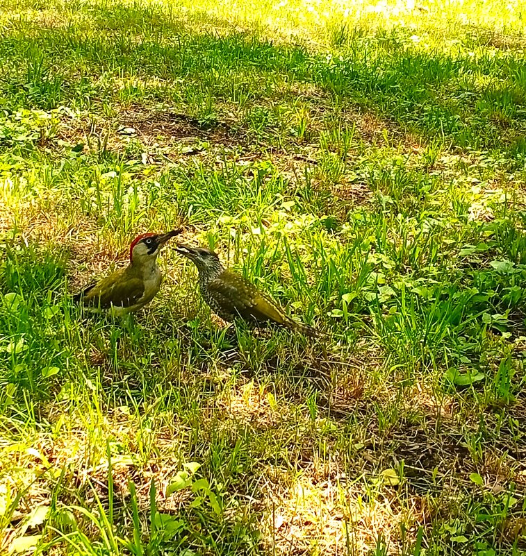 Семейство - Екатерина Филипенко