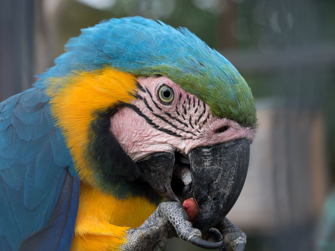 трапеза - Всеволод трапеза - Всеволод
