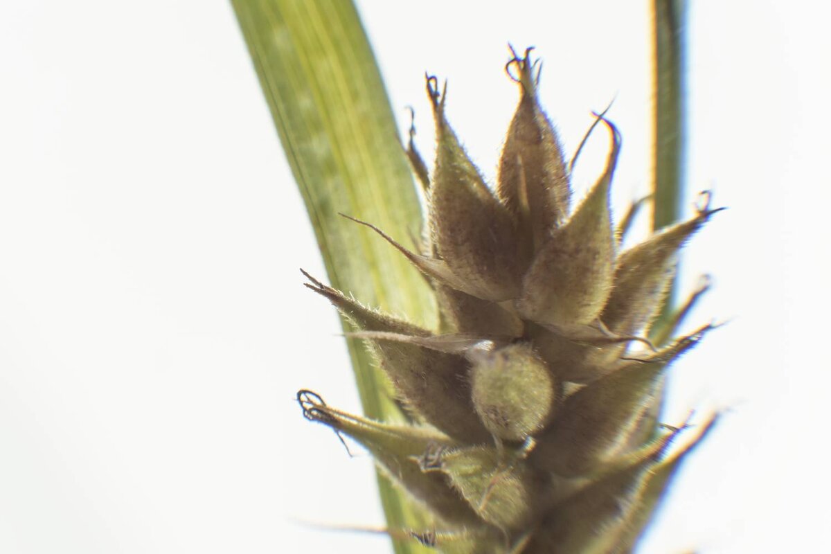 Травы Владимирской области Осока - Николай Чичерин Травы Владимирской области Осока - Николай Чичерин