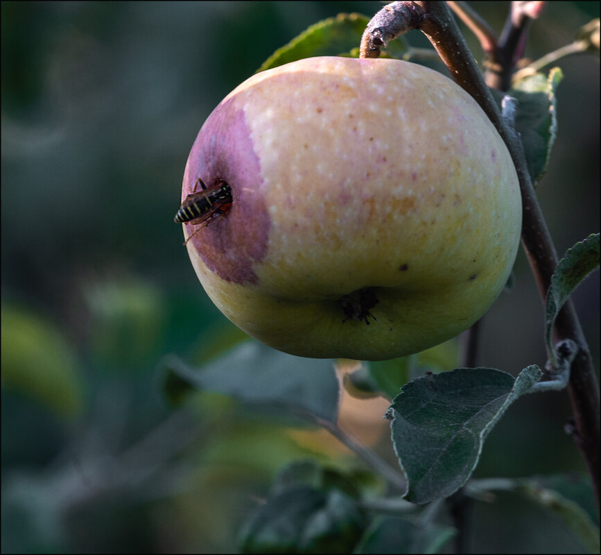 Сладкое яблоко - Александр Тарноградский