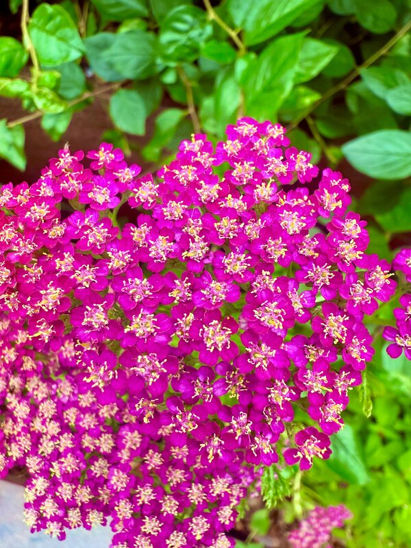 Цветочек - Iren Brilliance