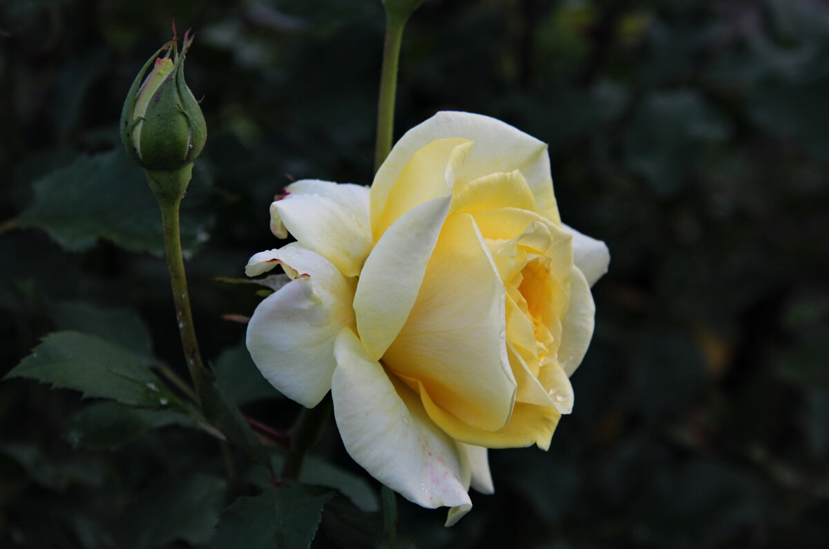 Роза чайная. - Маргарита ( Марта ) Дрожжина Роза чайная. - Маргарита ( Марта ) Дрожжина