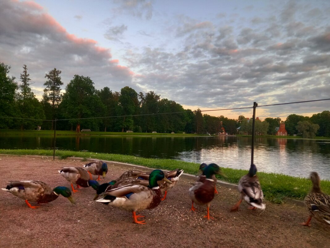 Утки - Сапсан 