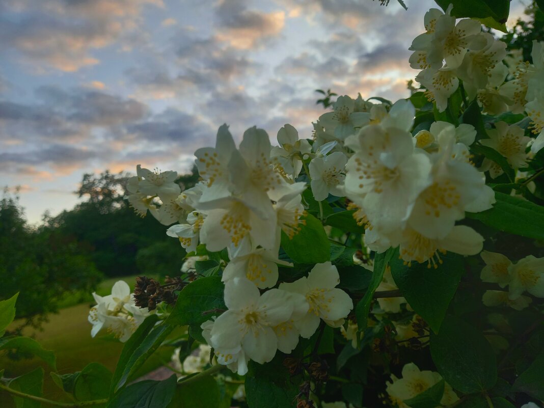 Чубушник - Сапсан 