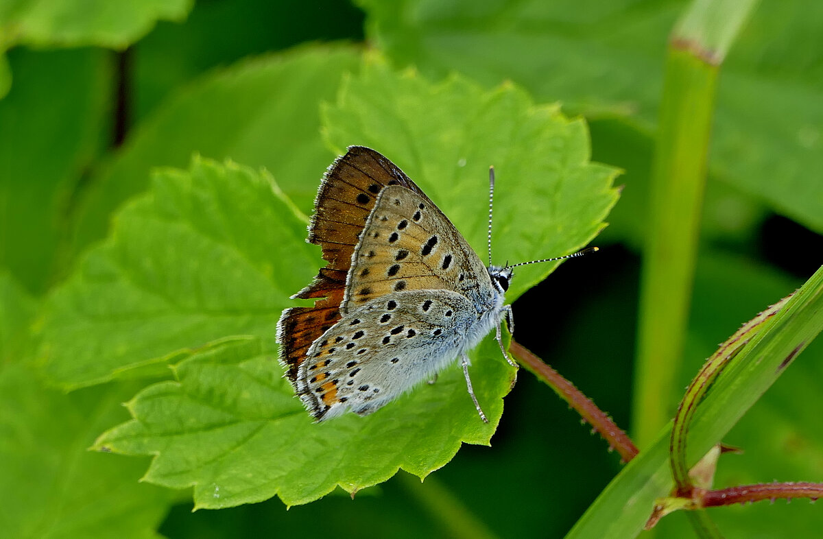 и снова бабочки 6 - Александр Прокудин и снова бабочки 6 - Александр Прокудин