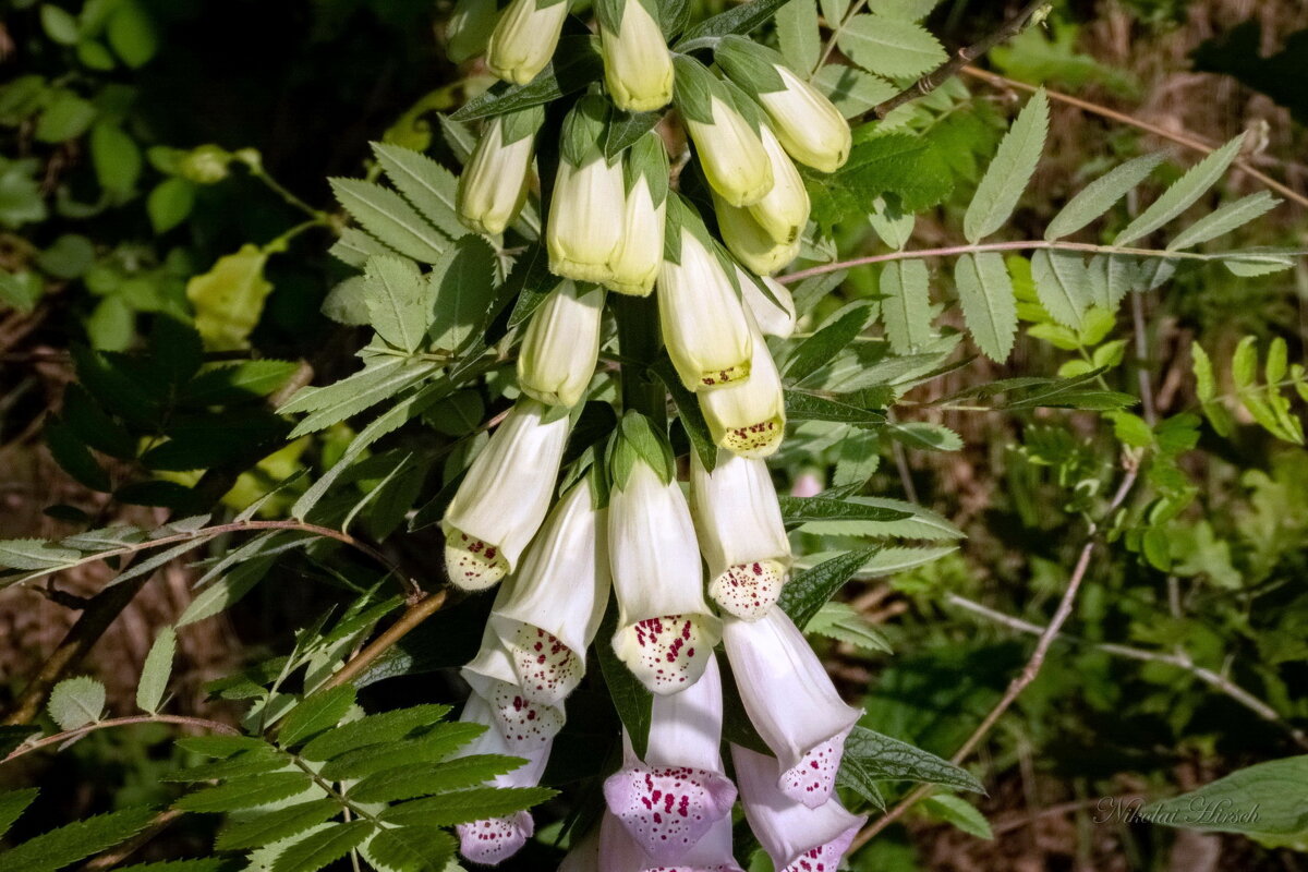 Про наперстянку... - Николай Гирш Про наперстянку... - Николай Гирш