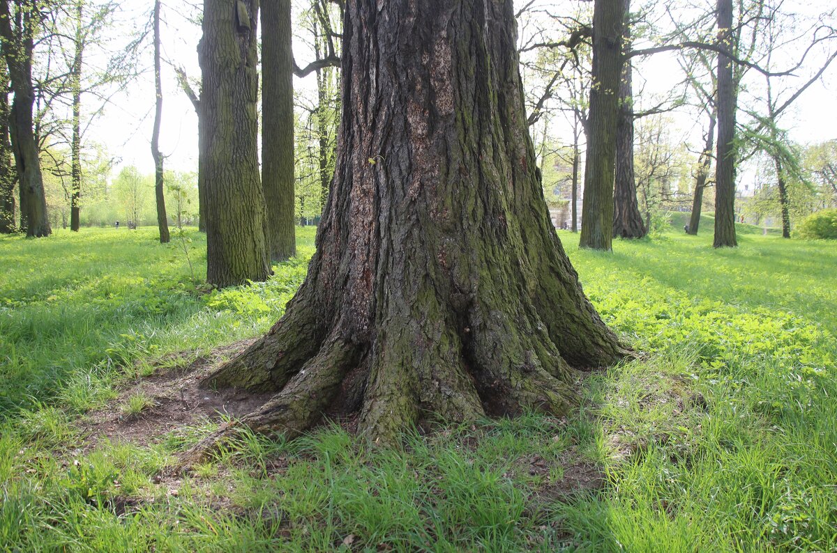 Стрельна. Орловский парк - Наталья Герасимова