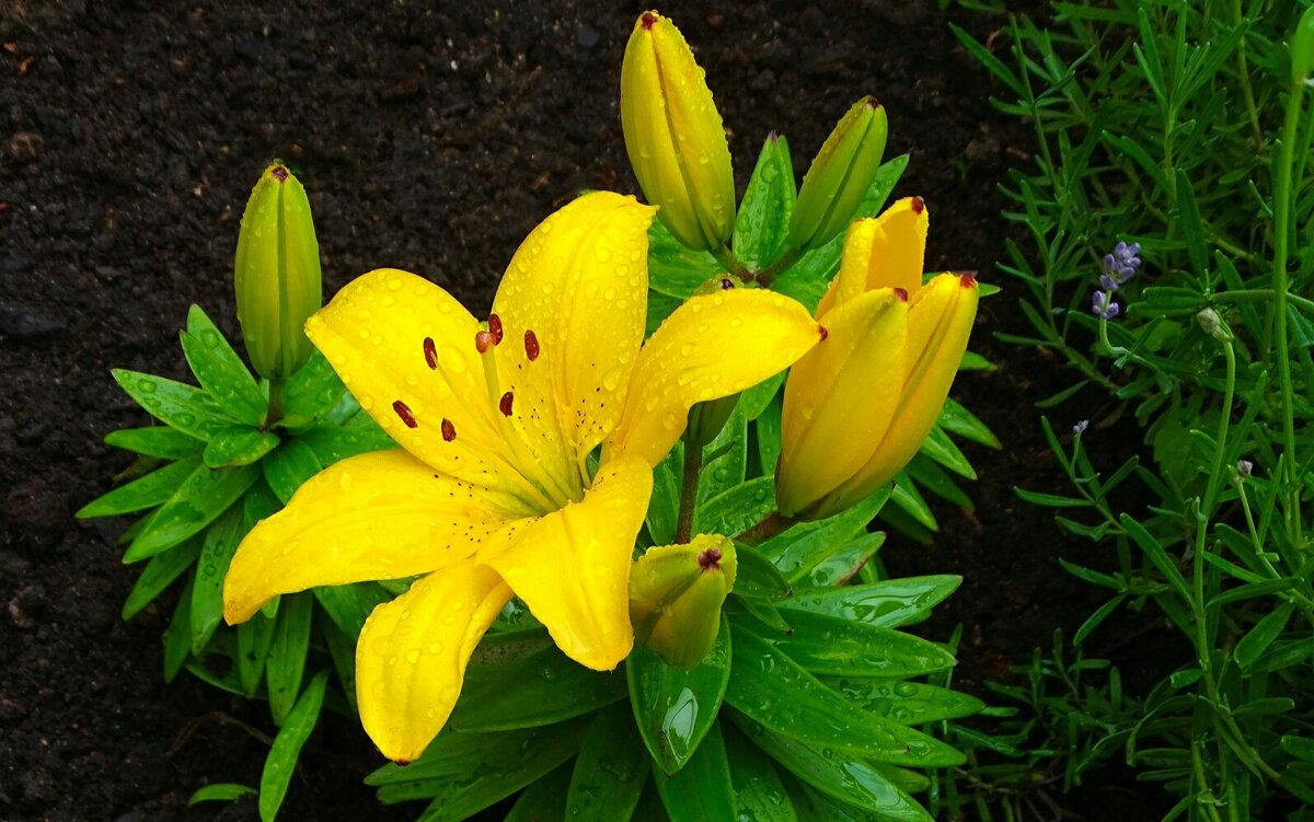 Жёлтые лилии на городской клумбе. - Милешкин Владимир Алексеевич Жёлтые лилии на городской клумбе. - Милешкин Владимир Алексеевич