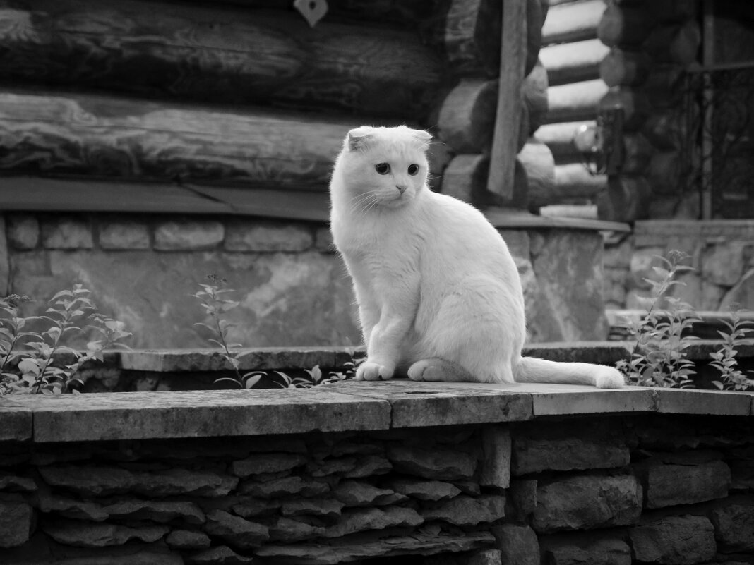 Белая кошка - Дмитрий И_ Белая кошка - Дмитрий И_