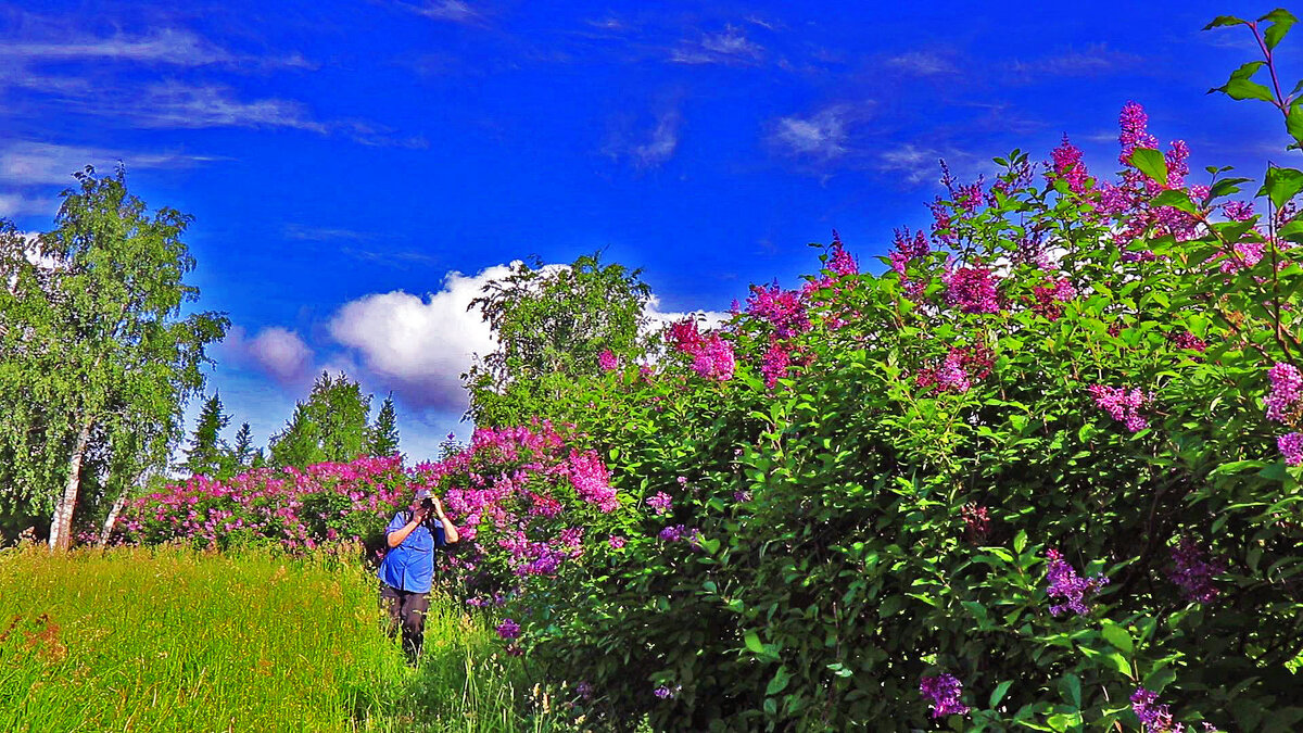 Июнь...Фотосъемка на краю сиревой аллеи! - Владимир 
