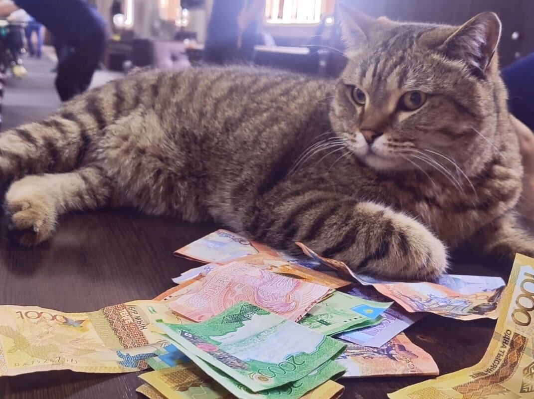 Котик... - Георгиевич 