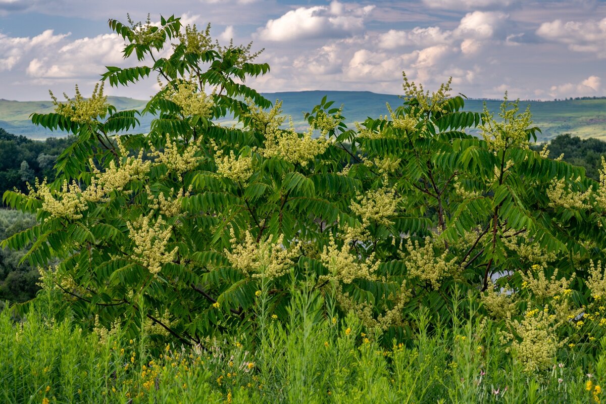 Айлант высочайший - Игорь Сикорский Айлант высочайший - Игорь Сикорский