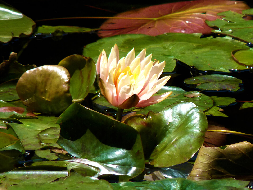 Бледно розовая лилия - Валентин Семчишин Бледно розовая лилия - Валентин Семчишин