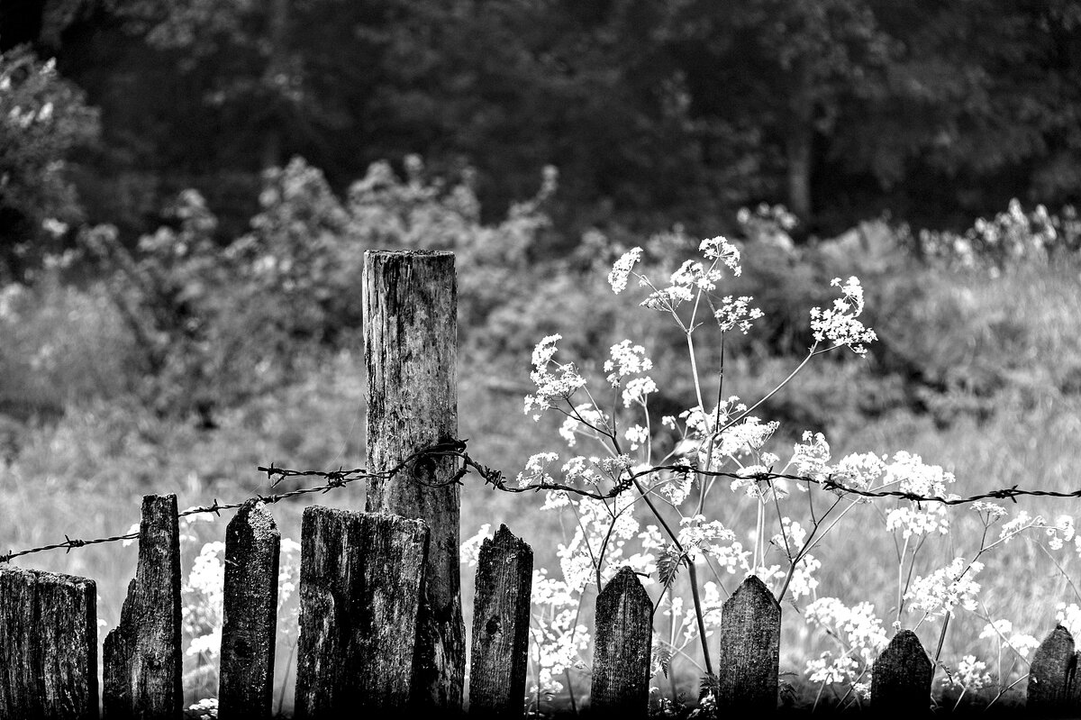 За забором - Валерий Иванович