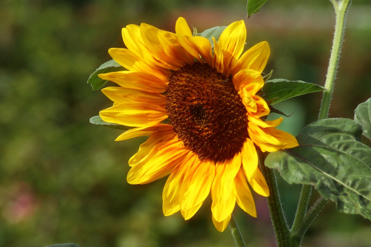 Доброе утро - Юрий. Шмаков