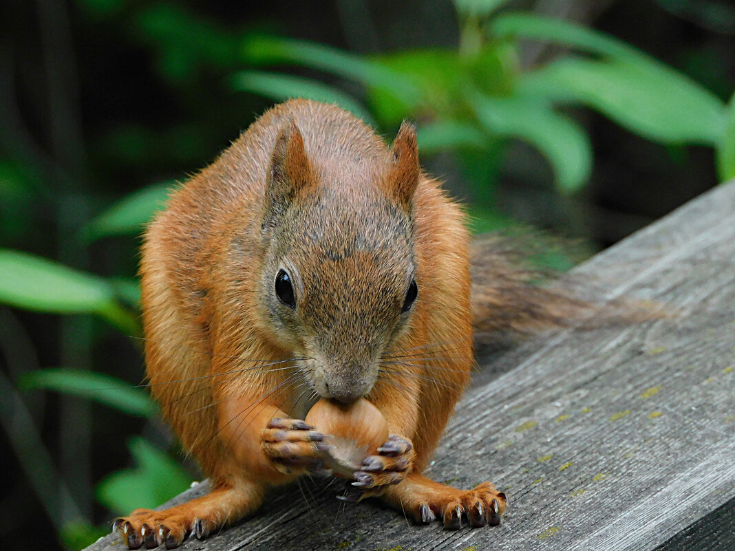 Белка - Лина Белка - Лина