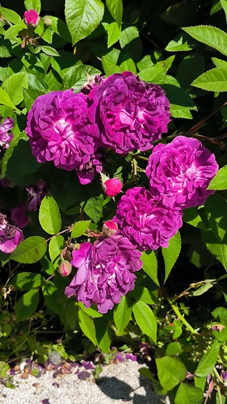 Июнь в красках. - Ольга 