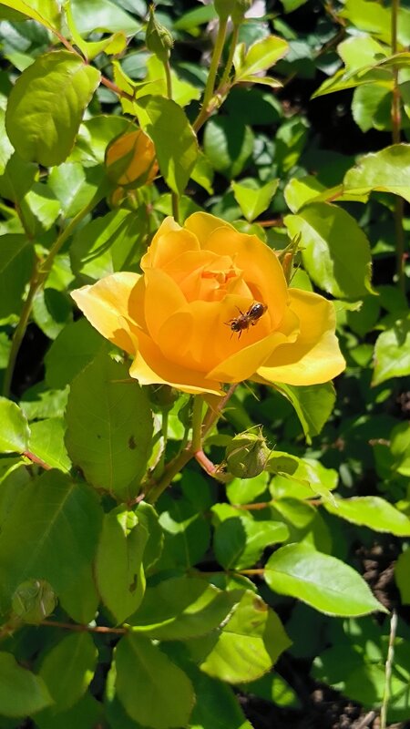 Солнечно! - Ольга Солнечно! - Ольга