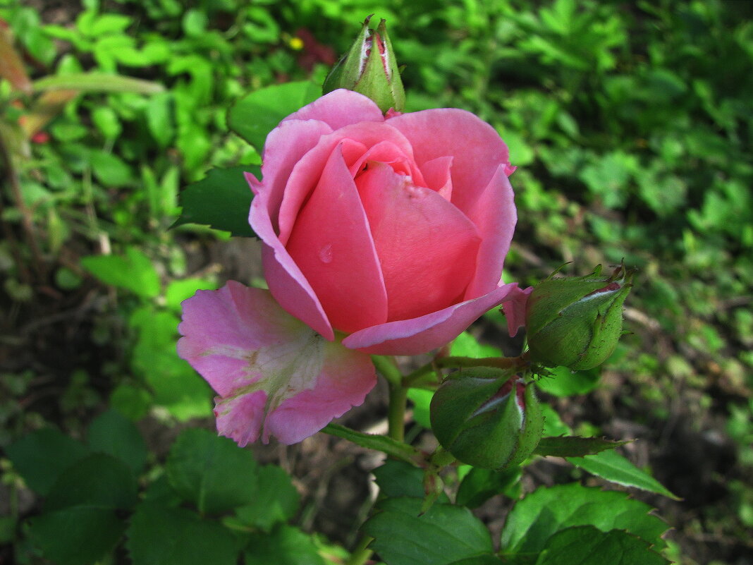 Красотка распускается - Людмила Смородинская Красотка распускается - Людмила Смородинская