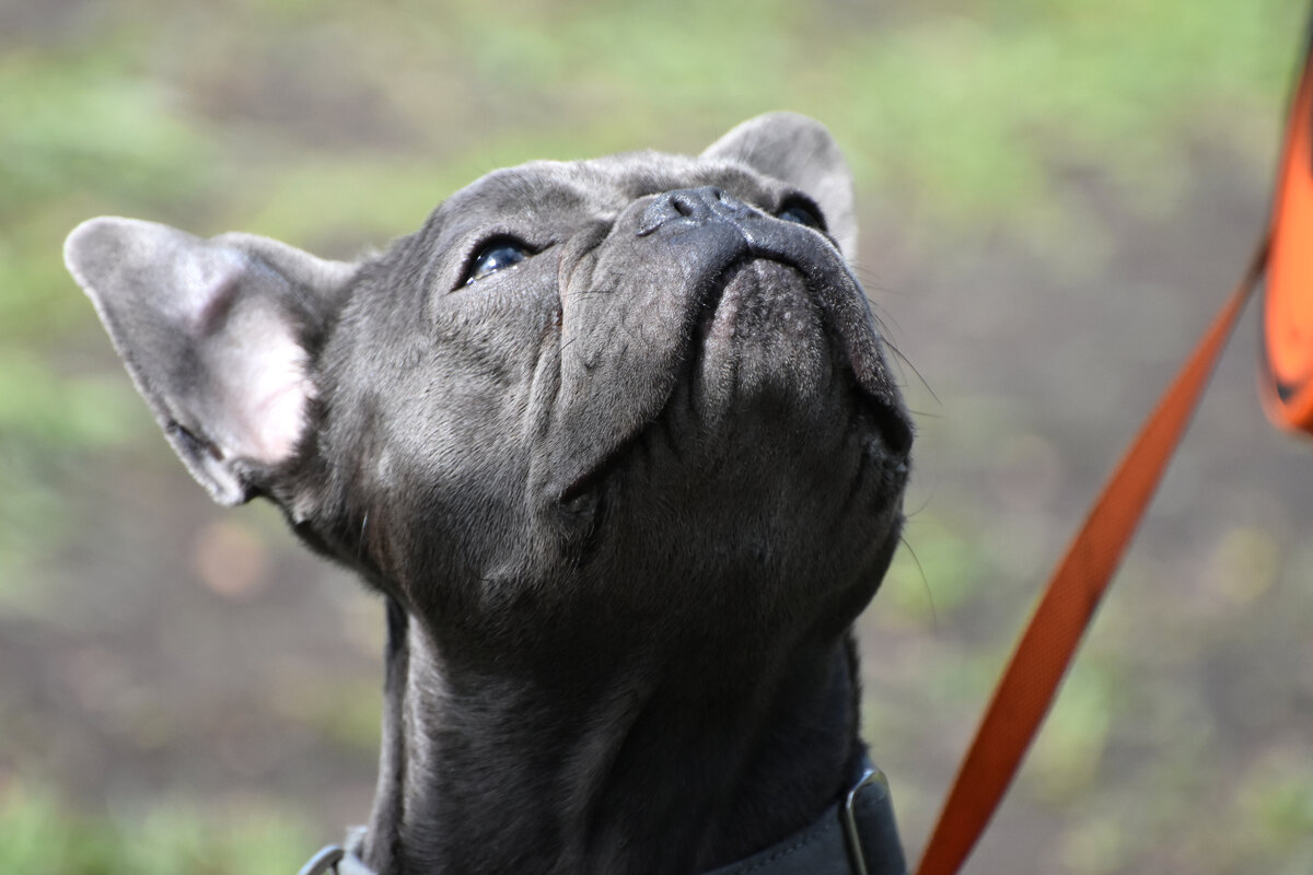 Москва. Парад французских бульдогов в усадьбе «Воронцово». - Наташа *****