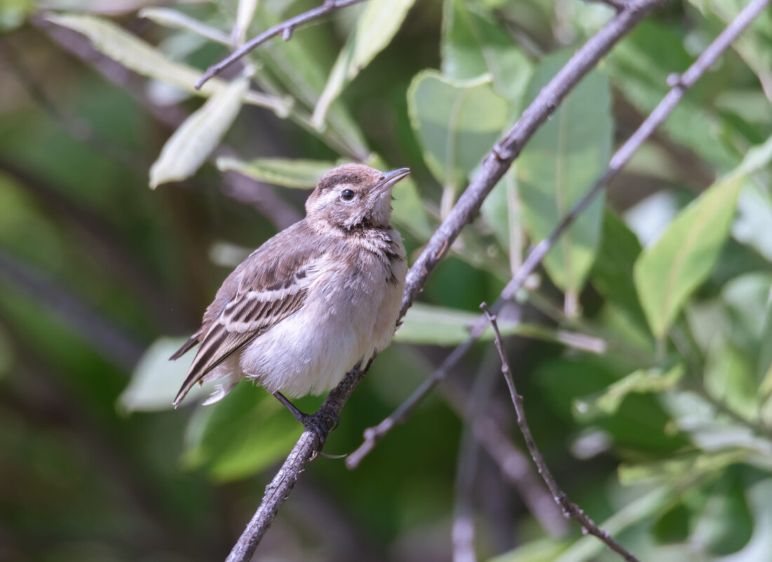 **** - Володька Завитушкин