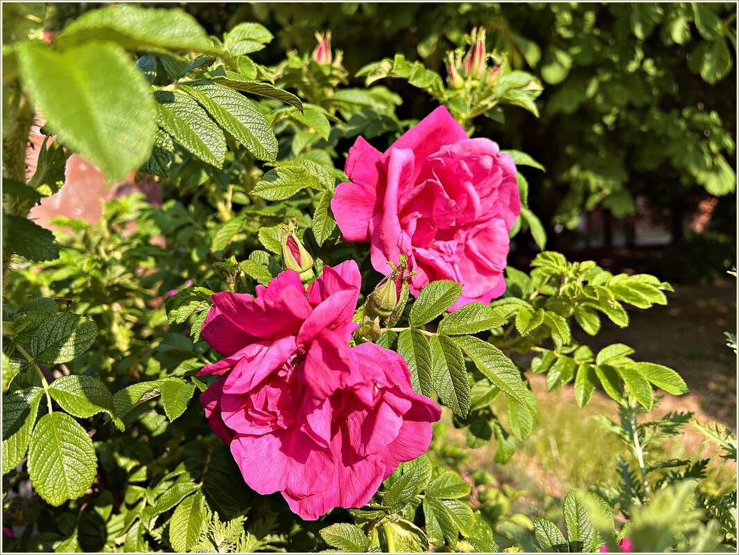 Шиповник - Валерия Комова