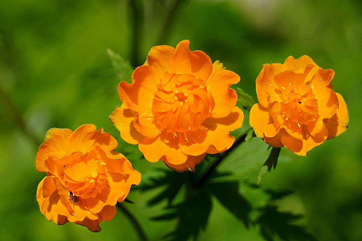 Сибирские розы - жарки, а по нашему - огоньки - Галина Кан