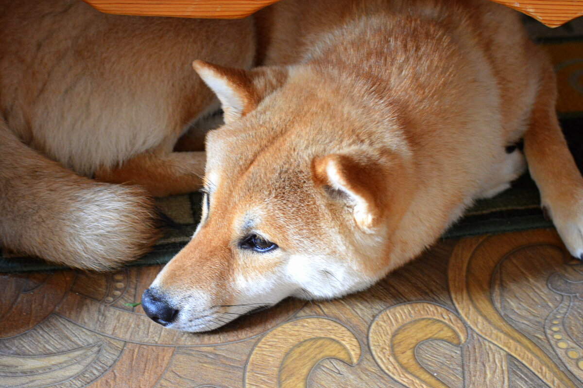 Взгрустнулось... - Татьяна Лютаева