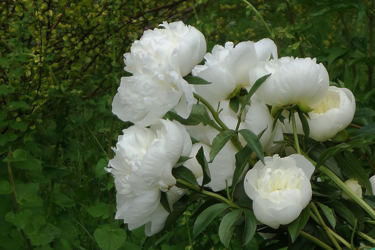 Пионы - Рита Симонова