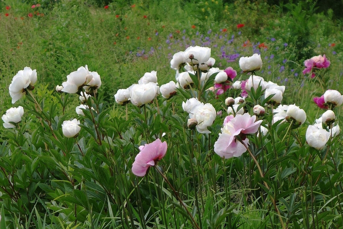 Пионы - Рита Симонова Пионы - Рита Симонова