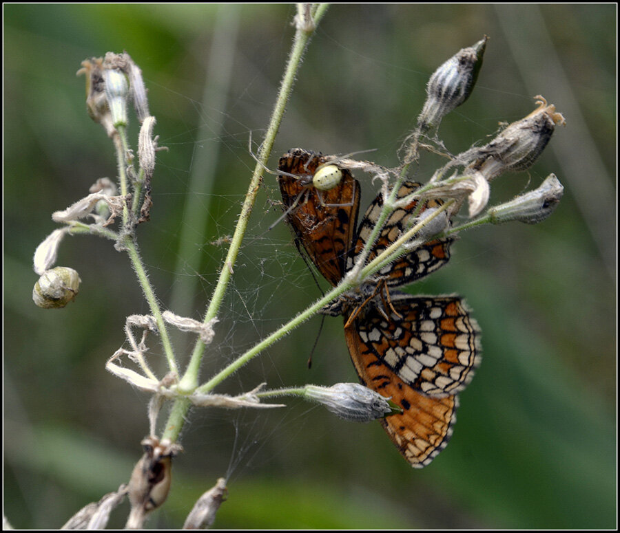 Лето это маленькая жизнь - Aleksandr Gal