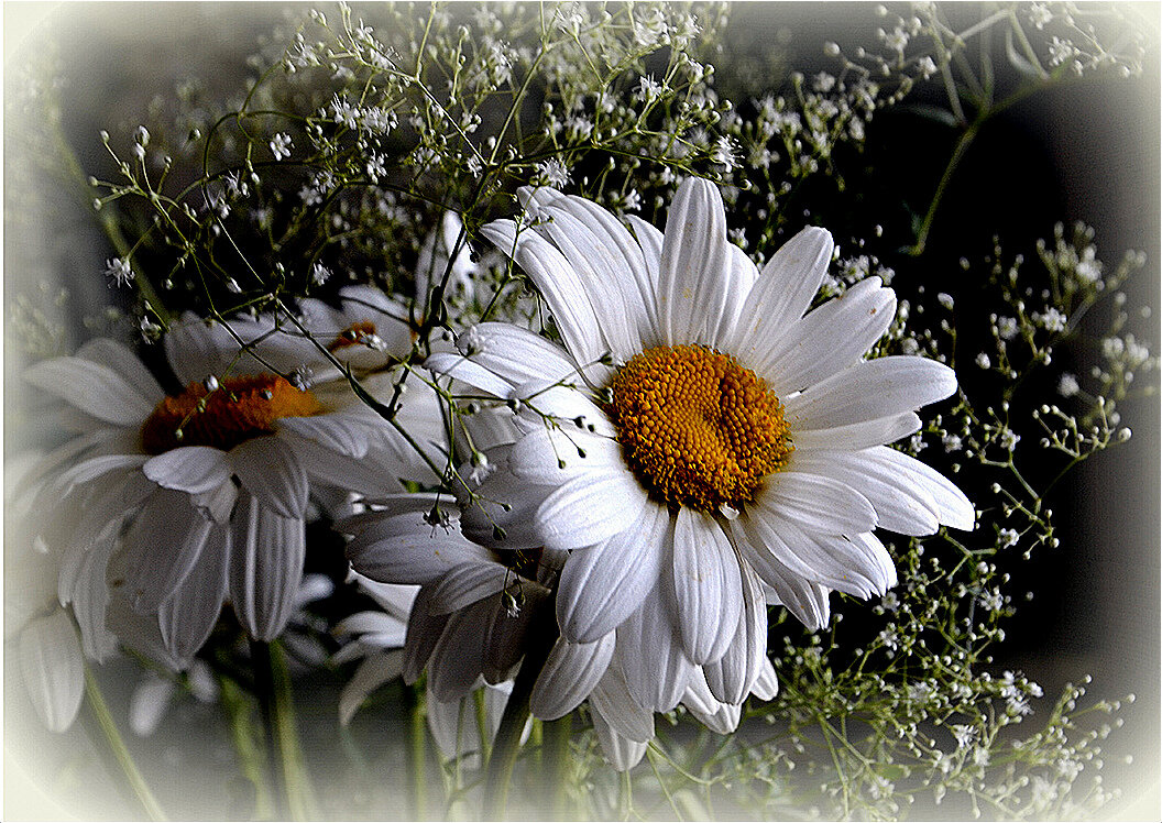 С ромашками - Aleksandr Gal