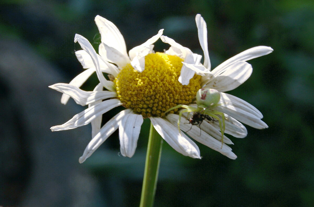 Ловец мух. - сергей ермошкин