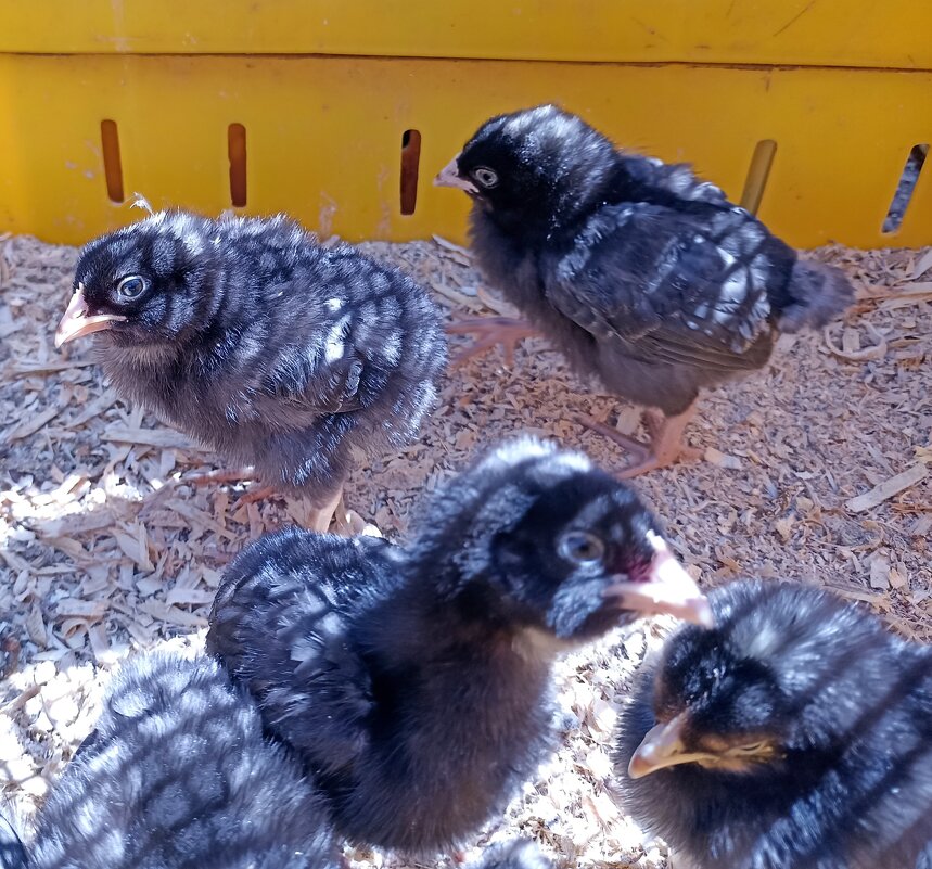 На ярмарке - Pippa 