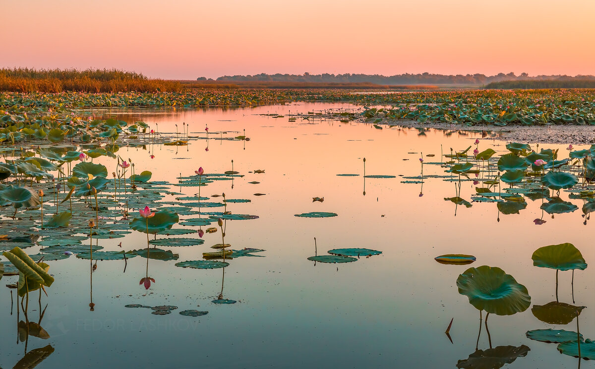 Лотосовый рассвет - Фёдор. Лашков