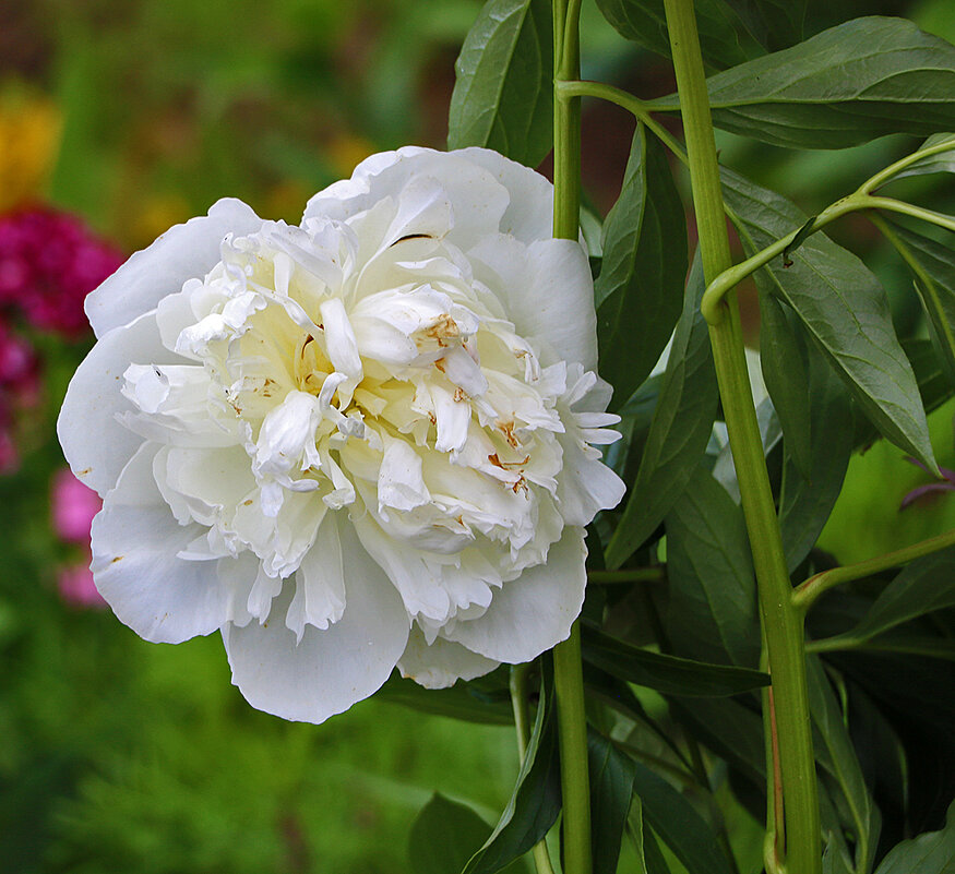 Из последних - Светлана 