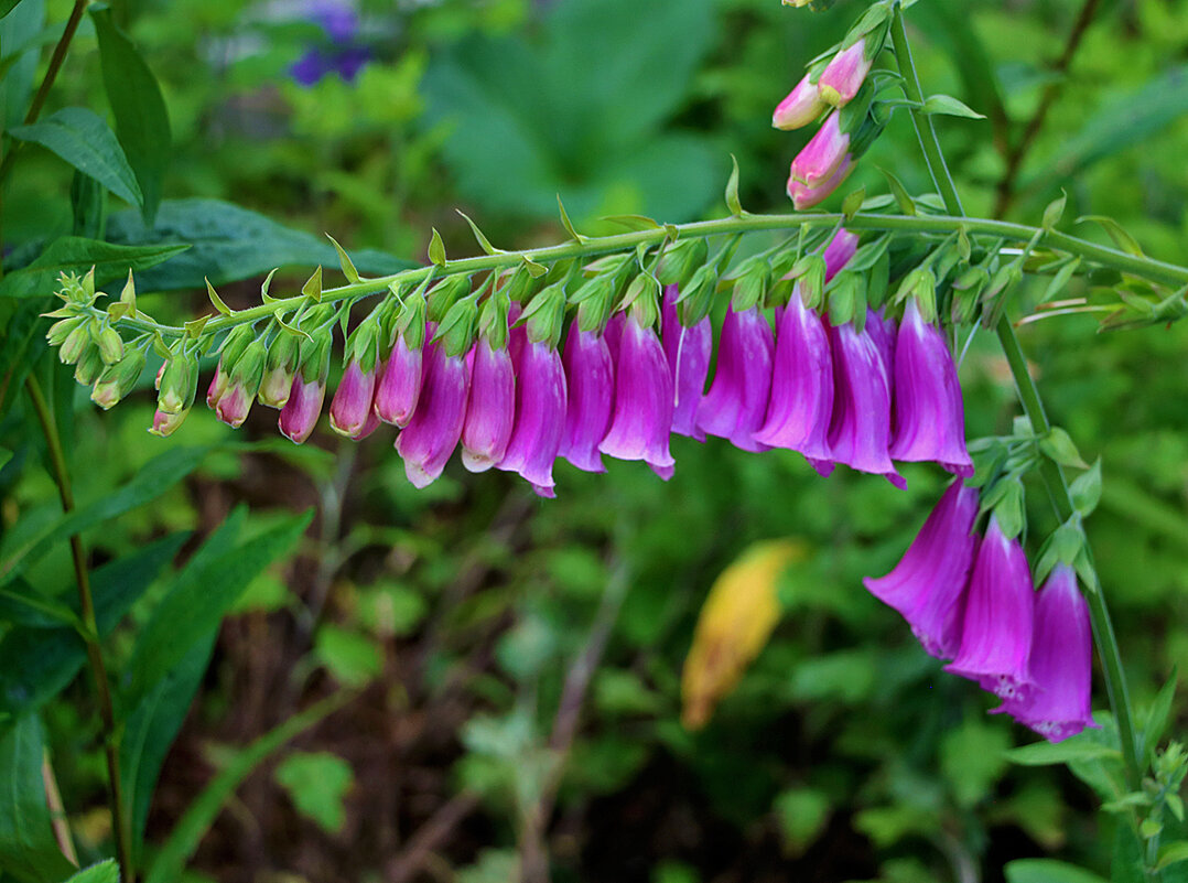 Наперстянка - Светлана 