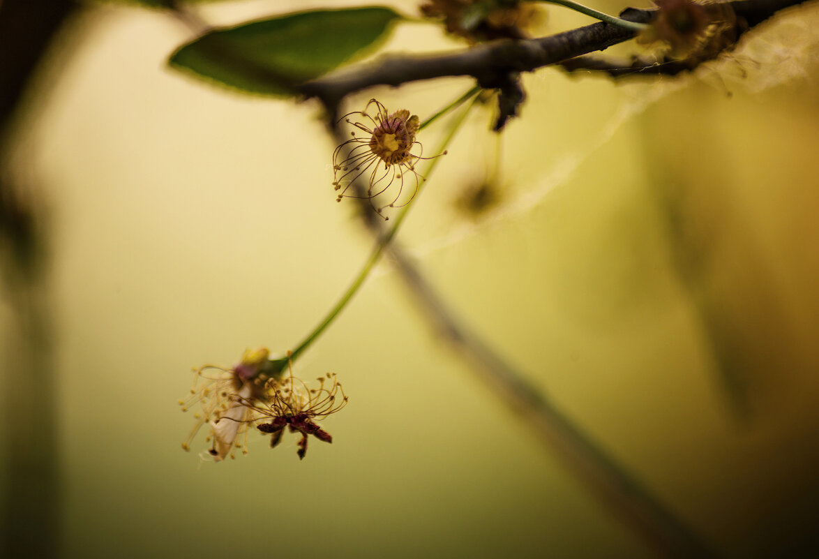 Осьминожки - Валерий VRN