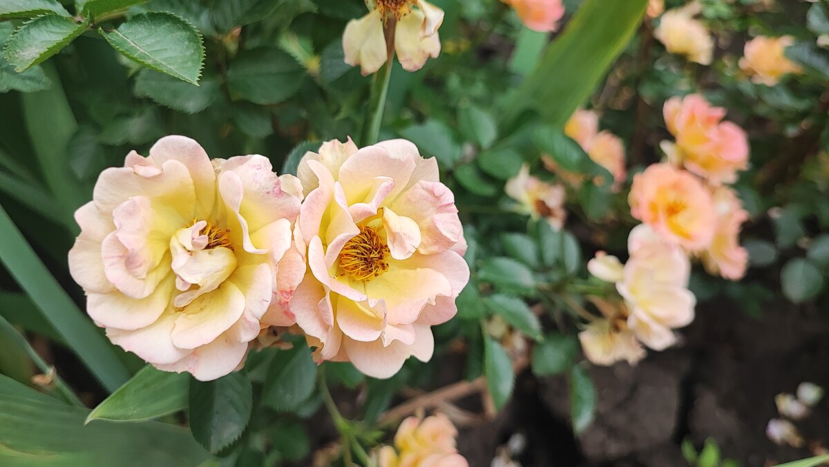 ,,, - Сергей Тимоновский