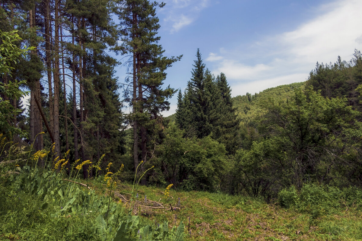 " У леса , на опушке..." - LudMila 