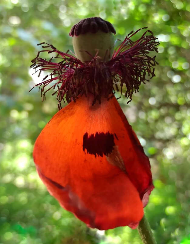 "Ценить мгновение учусь... " - veilins veilins