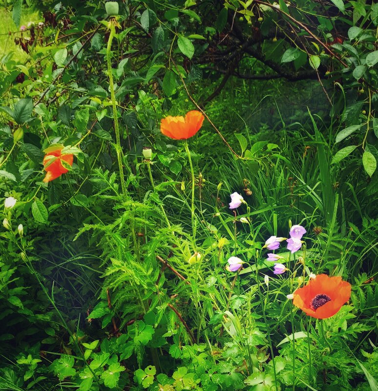 Наш домашний заповедник, почти как лесные дебри... - veilins veilins