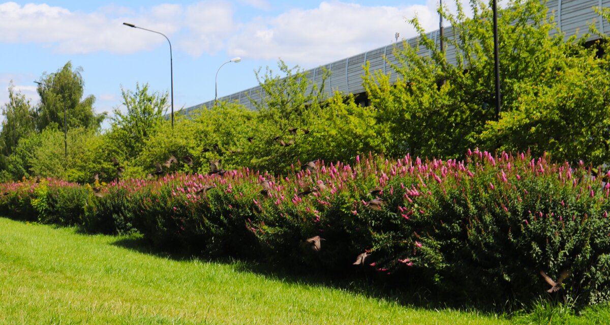 Скворцы полетели. - Василий Палий