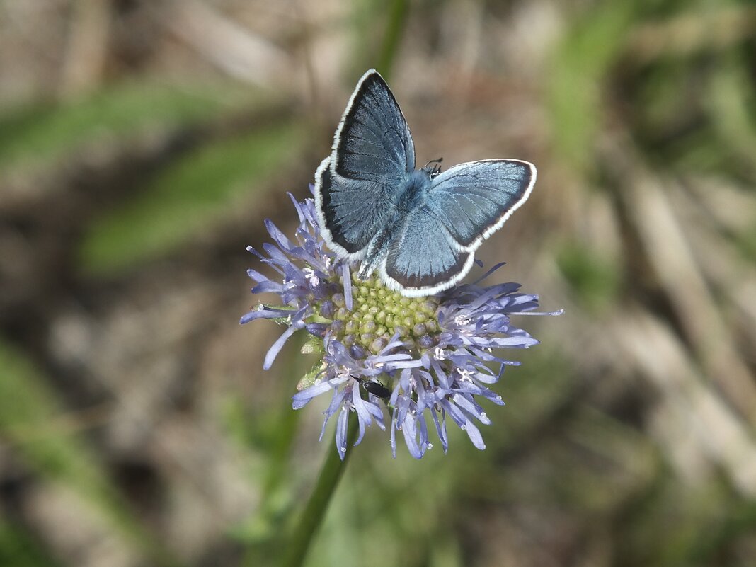 голубянка - Зоя Мишина
