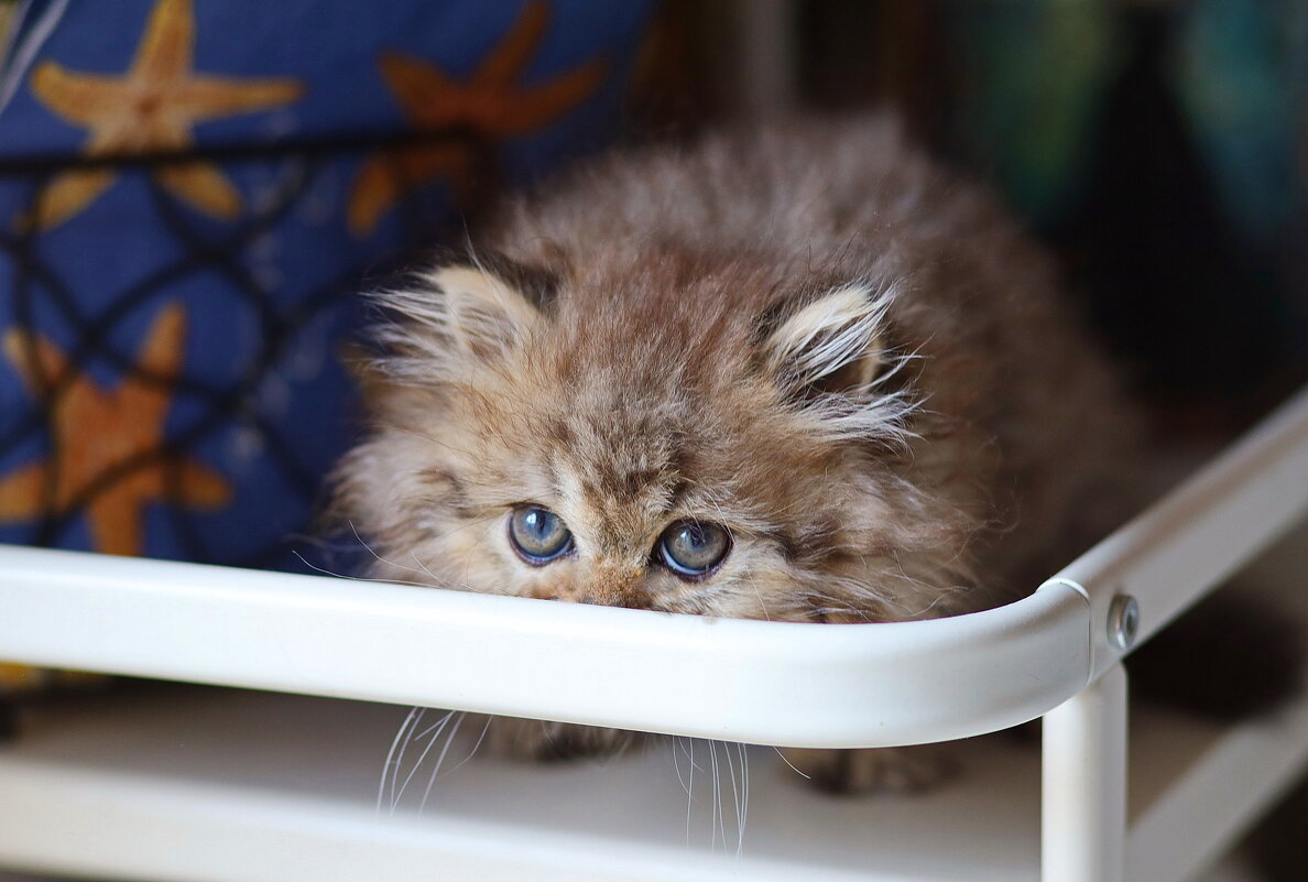 Ку - ку. - Оля Богданович