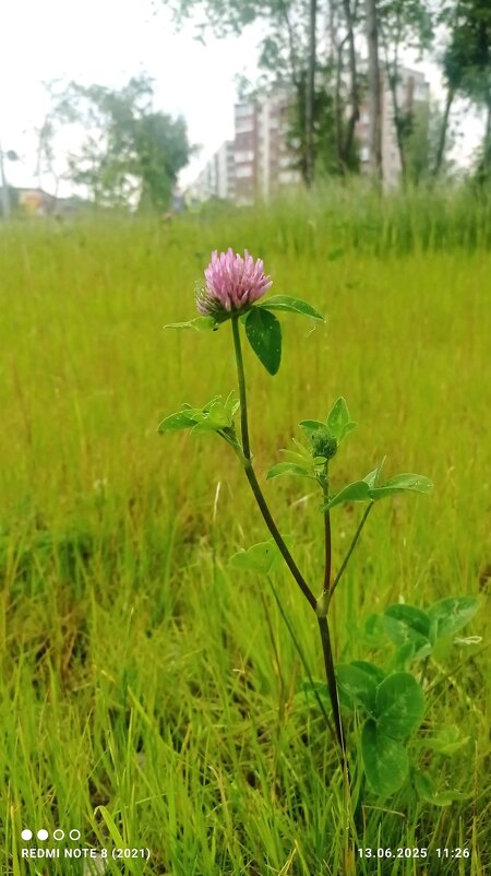 rktdth - Ольга Конькова