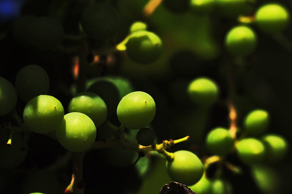 Виноград не созрел - Юрий Гайворонскiий